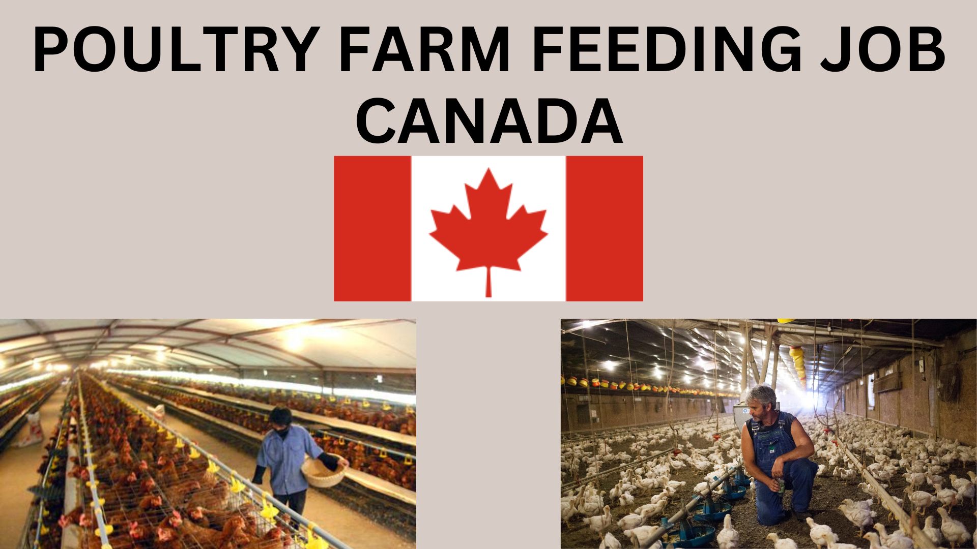 Canada best farm job : Join RPS Hawk as a Poultry Farm Worker